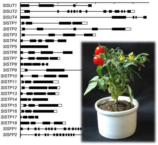 The sugar transport inventory of tomato