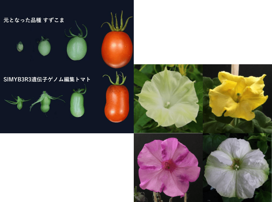 花や野菜や果物を遺伝子でデザインする