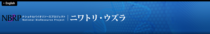 NBRP ナショナルバイオリソース ニワトリ・ウズラ