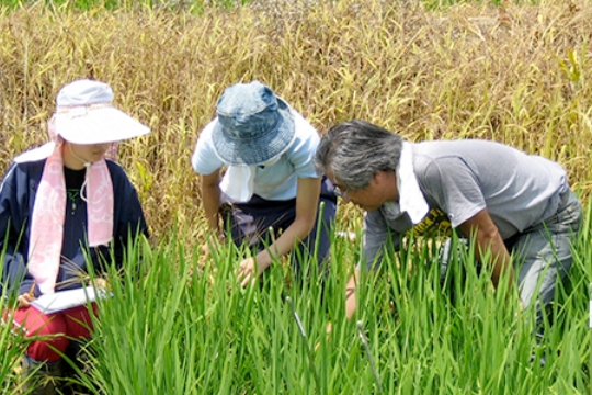 Department of Plant Production Sciences