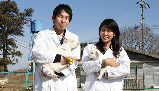 Department of Animal Sciences