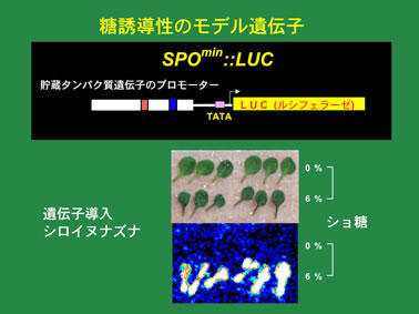 サツマイモの貯蔵タンパク質スポラミンの遺伝子のプロモータ