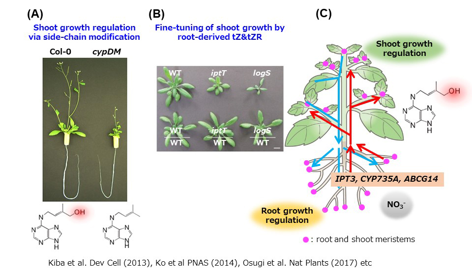 （fig. 2）Growth optimization by cytokinin via long distance transport