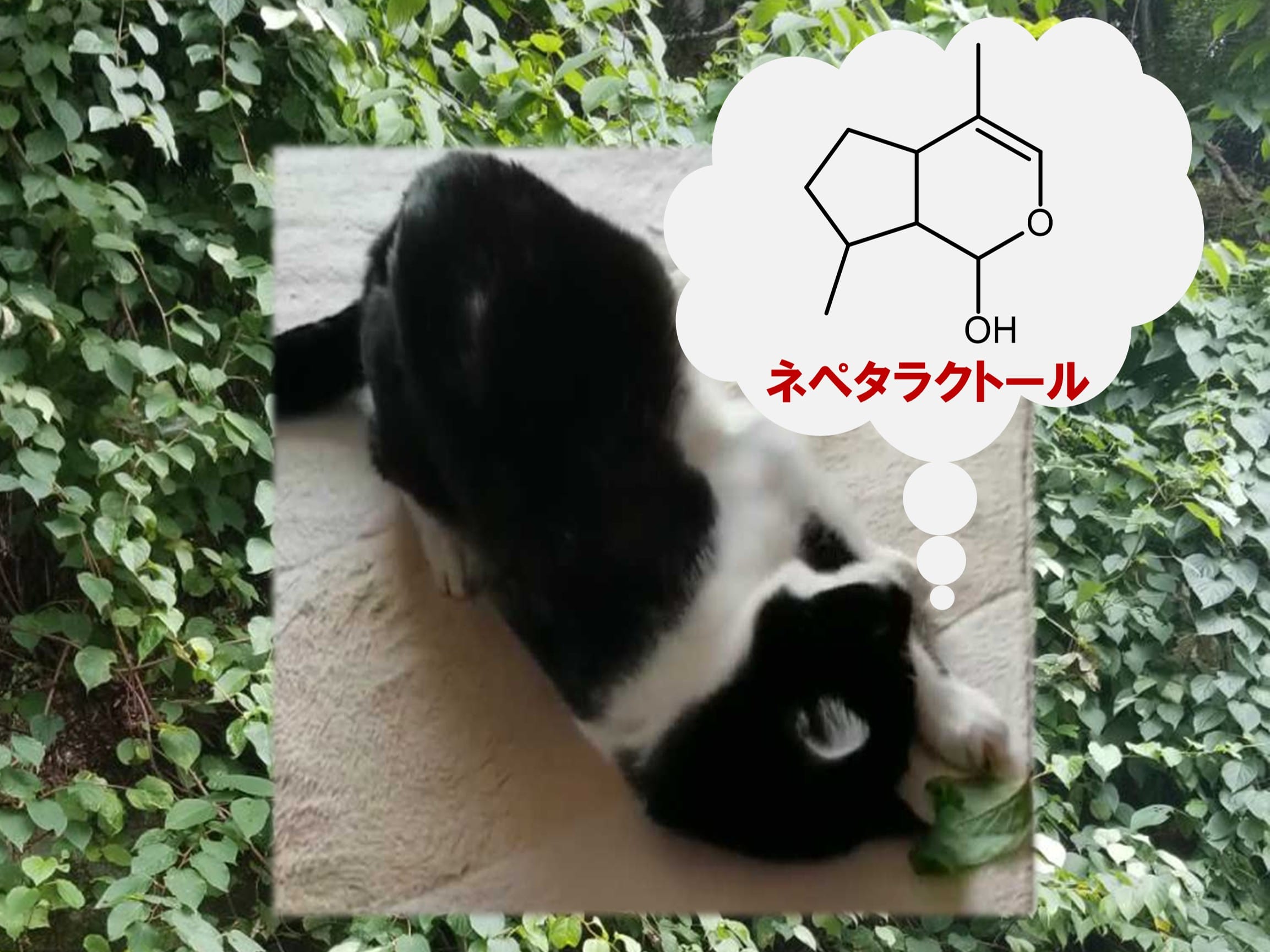 マタタビ属植物における“ネコにマタタビ”原因成分の蓄積
