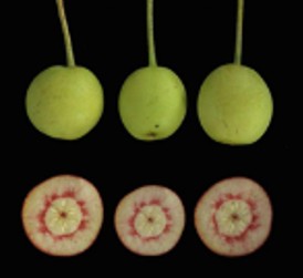 ナシ果実の石細胞の合成機構