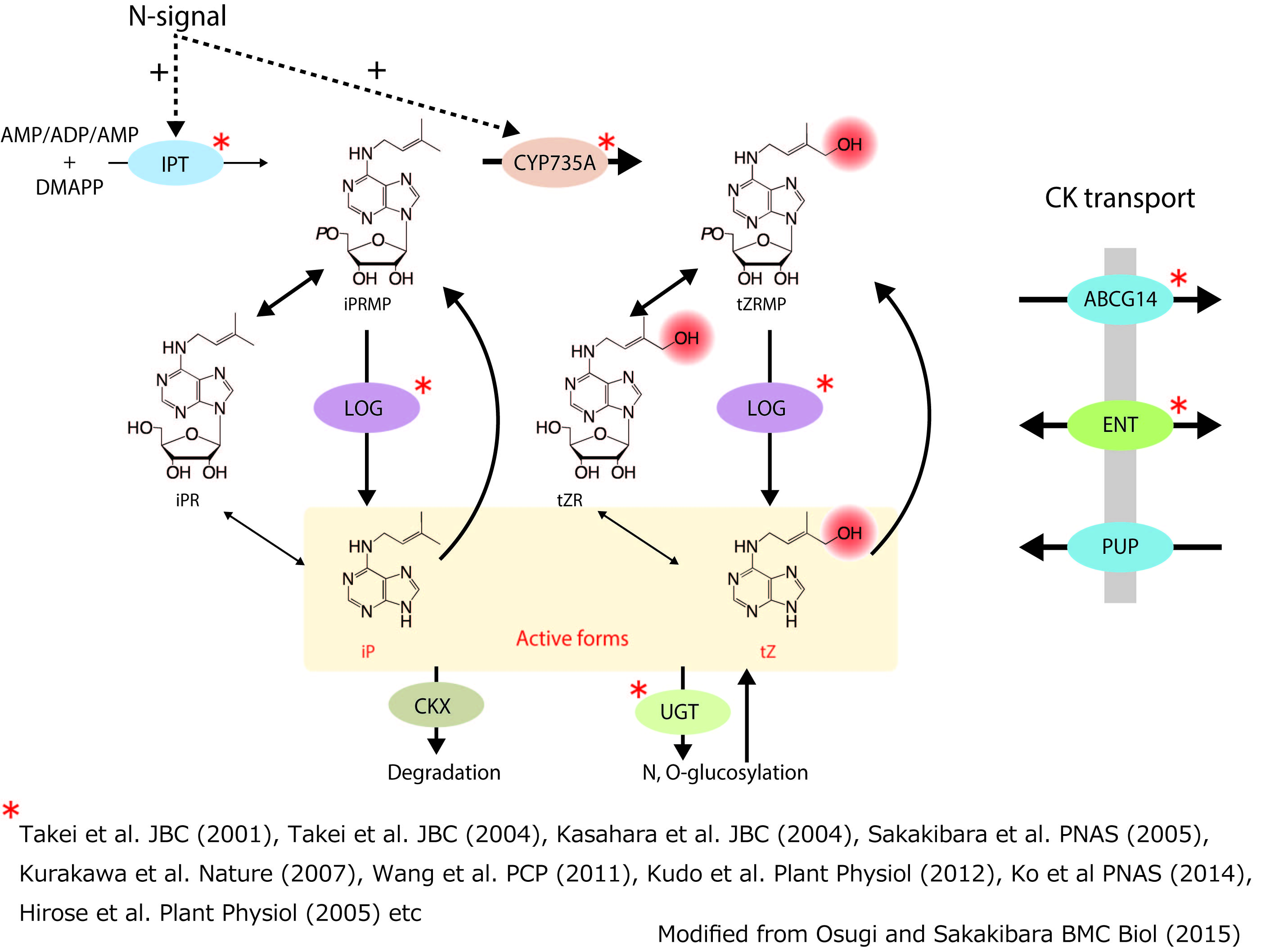 （fig. 1）Cytokinin biosynthesis pathway and transporters