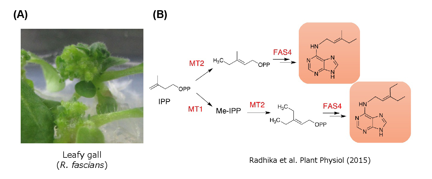 (fig. 4) Rhodococcus fascians infection causes unique leafy gall symptoms reminiscent of cytokinin over-effect.