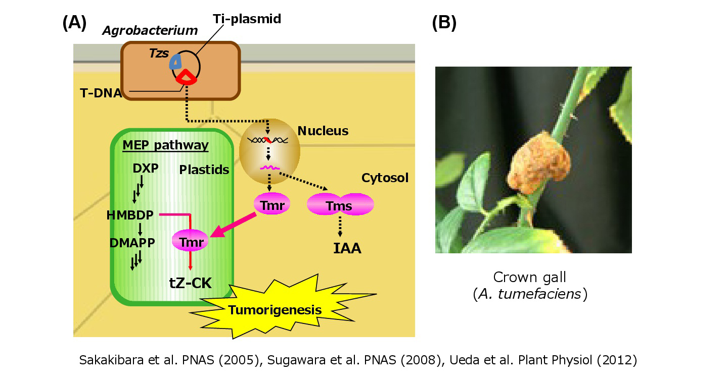 （図3）アグロバクテリウムは植物に高活性型サイトカイニンを合成させる。