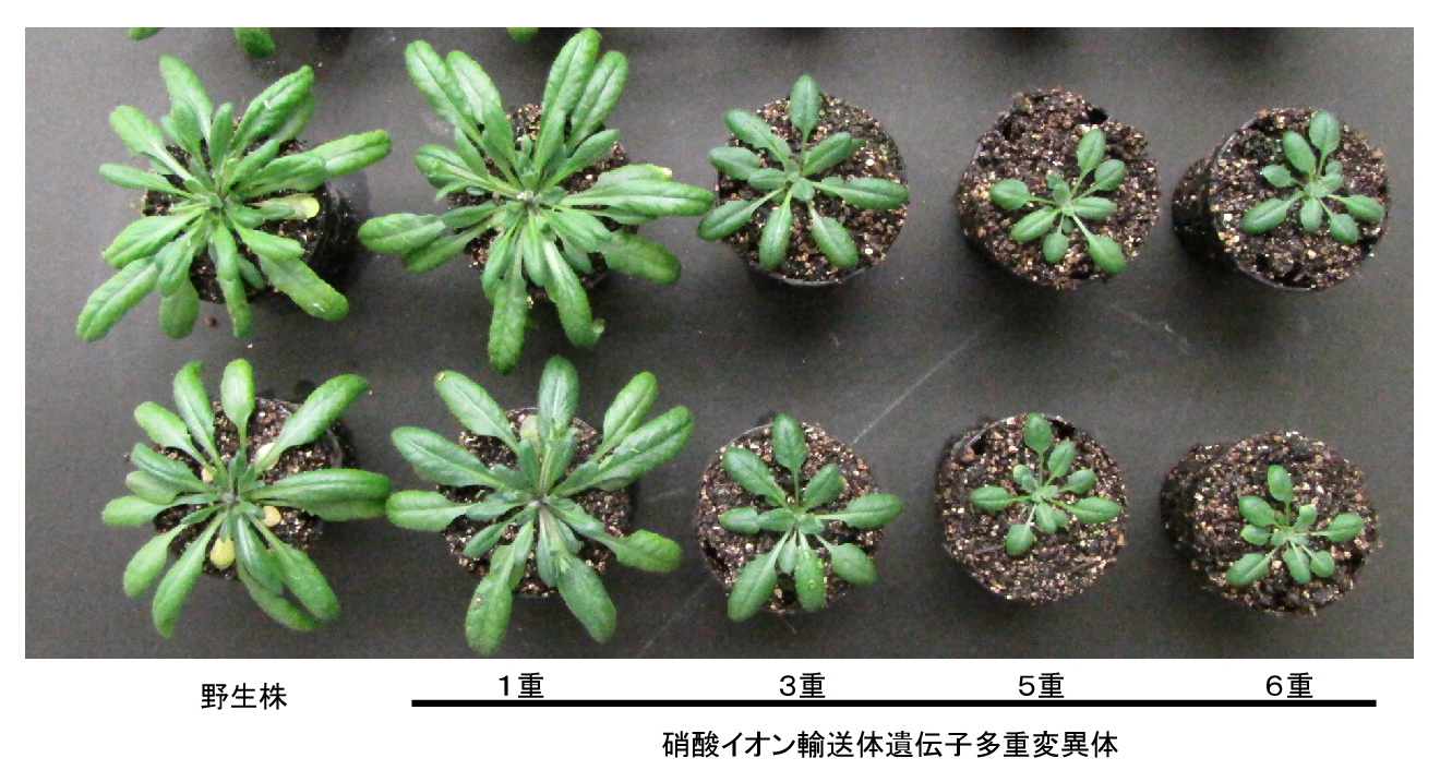 (図5) 硝酸イオン輸送体多重変異体の様子