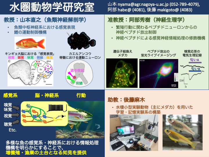 Study 山本 直之教授 魚類を中心に水生生物の神経回路や行動を調べています サカナは これまで一般に考えられてきたよりも遥かに複雑な行動や高度のコミュニケーションと学習能力を持つことがわかってきています 形態学的にも 最近の我々の研究 Study 山本 直之教授 魚類を中心に水生生物の神経回路や行動を調べています サカナは これまで一般に考えられてきたよりも遥かに複雑な行動や高度のコミュニケーションと学習能力を持つことがわかってきています 形態学的にも 最近の我々の研究
