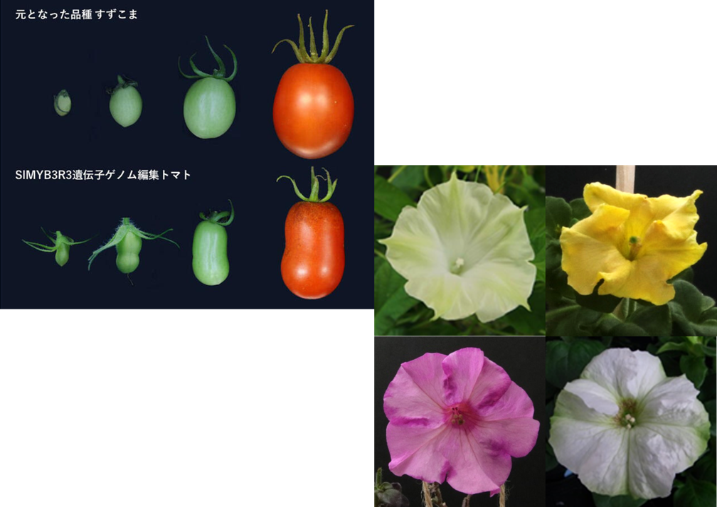 花や野菜や果物を遺伝子でデザインする