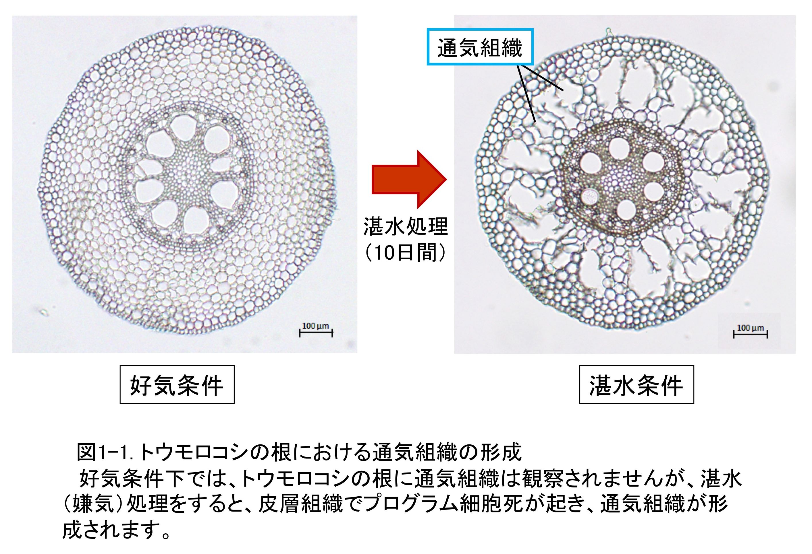 名古屋大学大学院 植物遺伝育種学研究分野 中園グループ研究内容