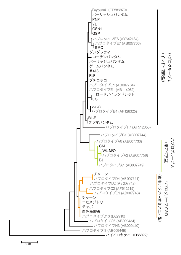 Nbrp ナショナルバイオリソースプロジェクト ニワトリ ウズラ ウズラ長期閉鎖系