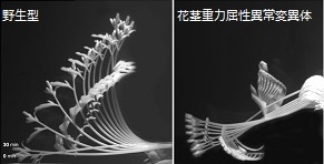 植物環境応答研究分野