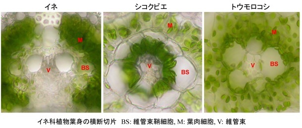植物生理形態学研究室 研究概要 葉緑体細胞内配置