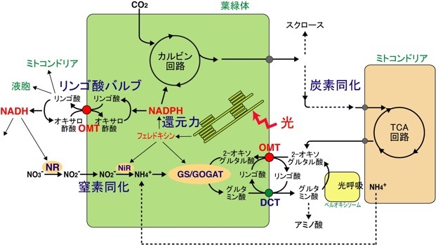 植物生理形態学研究室 研究概要 葉緑体包膜輸送