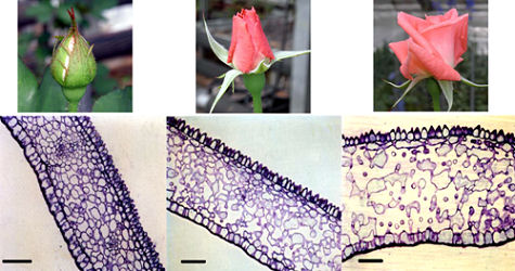 バラの花弁の成長に関する研究