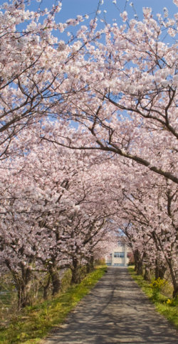 春の東郷フィールド